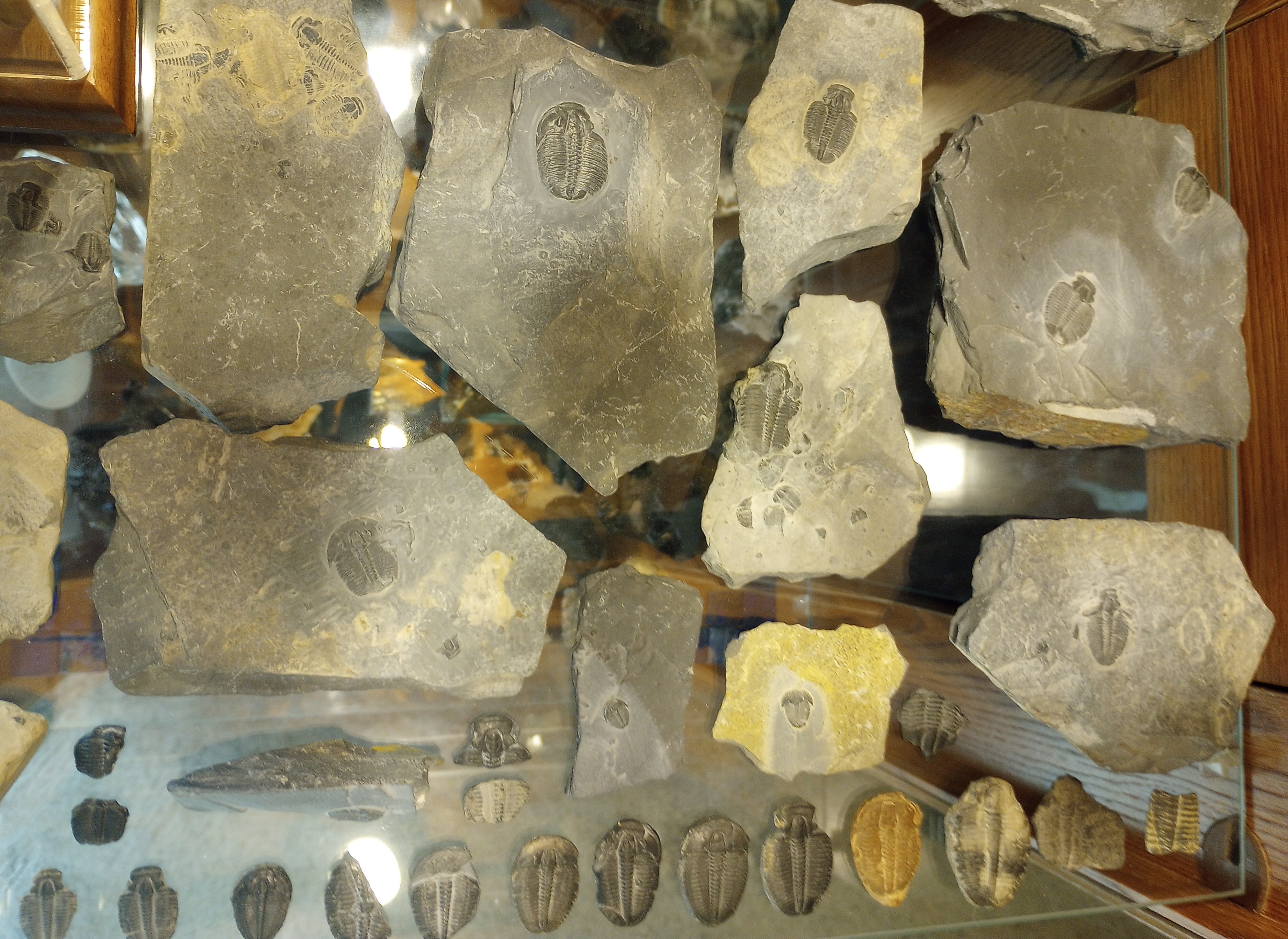 Elrathia Kingii Fossils